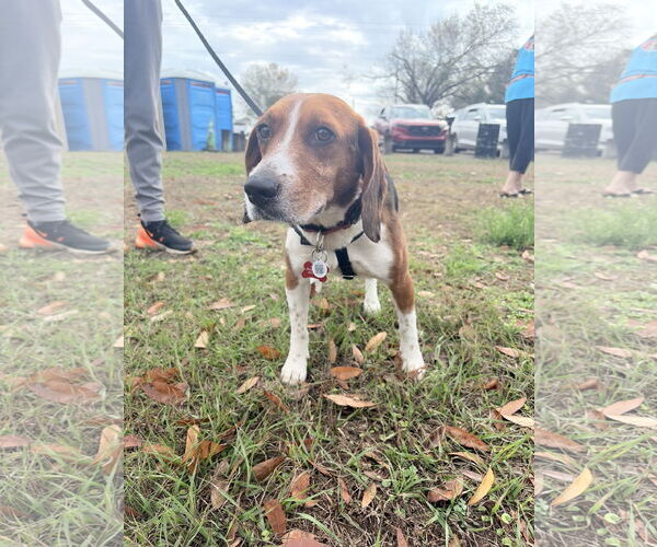 Medium Photo #2 Beagle Puppy For Sale in Tampa, FL, USA
