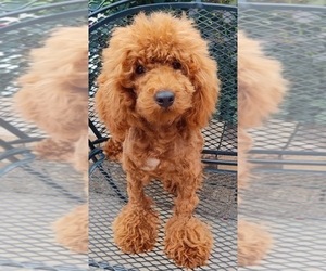 Mother of the Cavapoo (Miniature)-Goldendoodle Mix puppies born on 04/06/2026