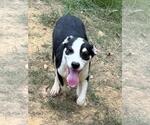 Small #1 Mutt