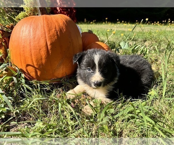 Medium Photo #45 Border Collie Puppy For Sale in MOSIER, OR, USA