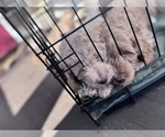 Small #28 Goldendoodle