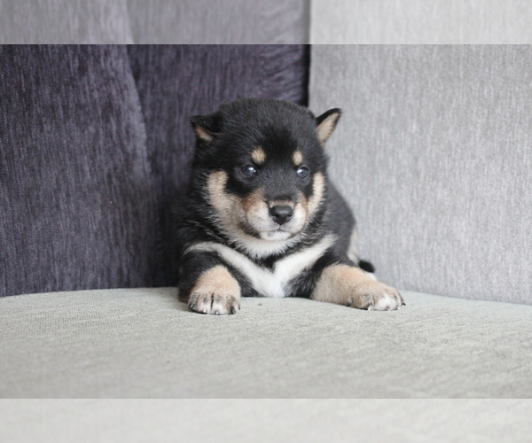 Medium Photo #8 Shiba Inu Puppy For Sale in MIAMI, FL, USA