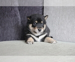 Small Photo #8 Shiba Inu Puppy For Sale in MIAMI, FL, USA