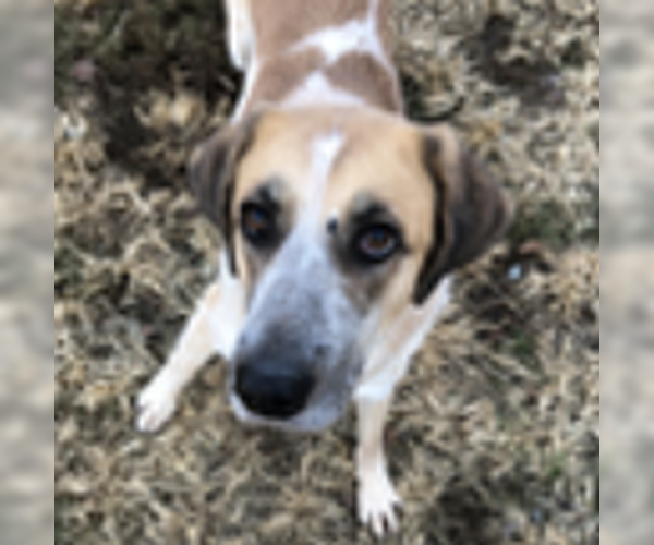 Medium Photo #3 Great Pyrenees Puppy For Sale in Thomasville, NC, USA