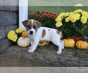 Jack Russell Terrier Puppy for sale in MILLERSBURG, OH, USA