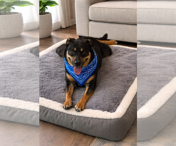 Medium Photo #4 Mutt Puppy For Sale in Euless, TX, USA