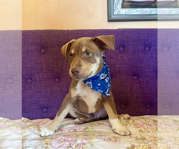 Medium Photo #2 Labrador Retriever-Unknown Mix Puppy For Sale in Rockaway, NJ, USA