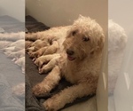 Small Photo #14 Goldendoodle Puppy For Sale in BATON ROUGE, LA, USA