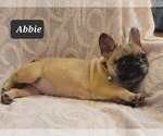 Small Photo #5 French Bulldog Puppy For Sale in POMEROY, OH, USA