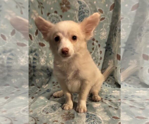 Medium Photo #2 Chiranian Puppy For Sale in Pottstown, PA, USA