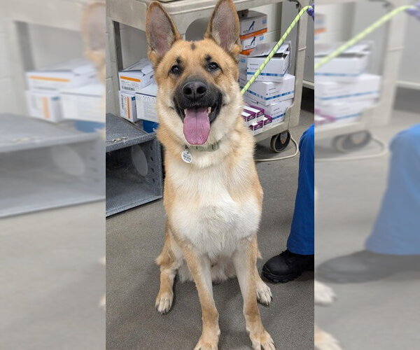 Medium Photo #1 German Shepherd Dog Puppy For Sale in Forestville, MD, USA