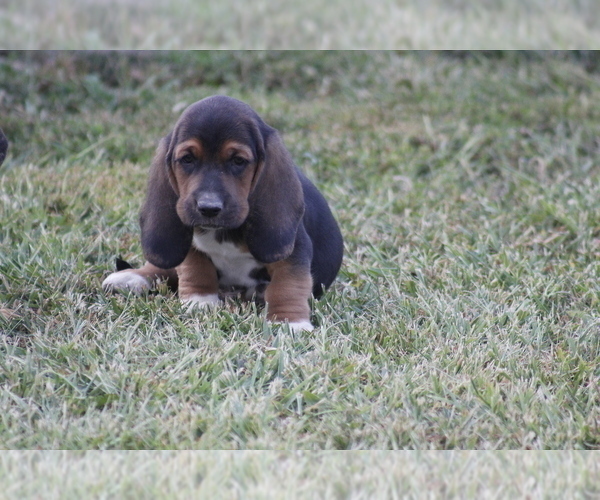 Medium Photo #9 Basset Hound Puppy For Sale in MEMPHIS, MO, USA