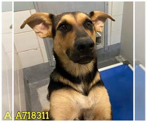 Mutt Dogs for adoption in San Antonio, TX, USA