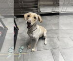 Small #2 Labrador Retriever Mix