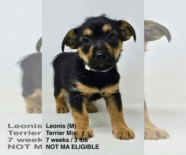 Medium Photo #1 Mutt Puppy For Sale in pomfret, CT, USA