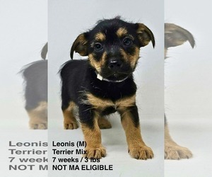 Mutt Dogs for adoption in pomfret, CT, USA