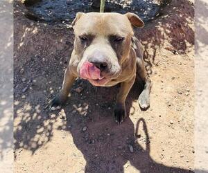 American Pit Bull Terrier-Unknown Mix Dogs for adoption in Globe, AZ, USA