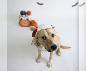 Kitchen - Female Mutt Dog for Adoption - Photo #48