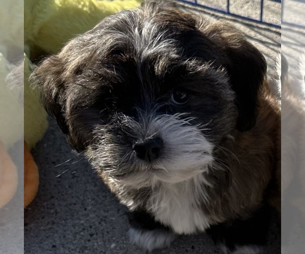 Medium Photo #1 Havanese Puppy For Sale in LIVONIA, MI, USA