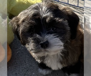 Havanese Puppy for sale in LIVONIA, MI, USA