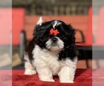 Small Photo #4 Mal-Shi Puppy For Sale in BUFORD, GA, USA