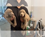Small Photo #3 Labrador Retriever Puppy For Sale in DES MOINES, IA, USA