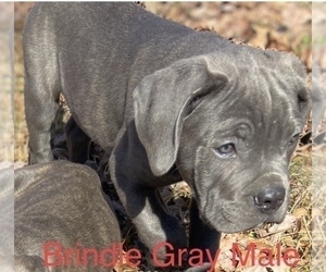 Cane Corso Puppy for Sale in FLORENCE, Mississippi USA