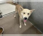 Small Anatolian Shepherd Mix