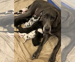 Mother of the Great Dane puppies born on 07/12/2026
