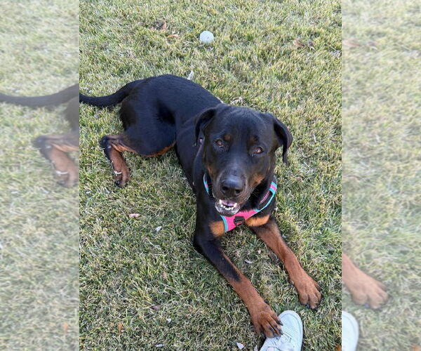 Medium Photo #11 Rottweiler-Unknown Mix Puppy For Sale in Westwood, NJ, USA