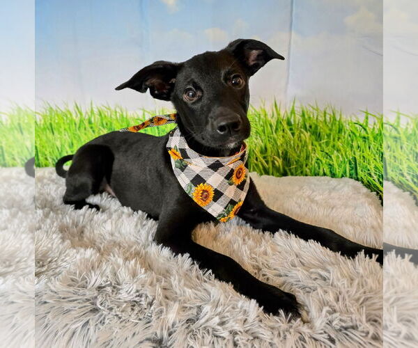 Medium Photo #17 Mutt Puppy For Sale in Fargo, ND, USA