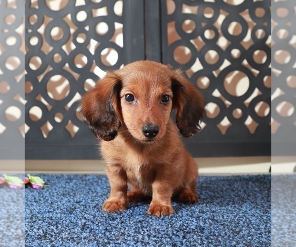 Medium Photo #3 Dachshund Puppy For Sale in MOUNT VERNON, OH, USA