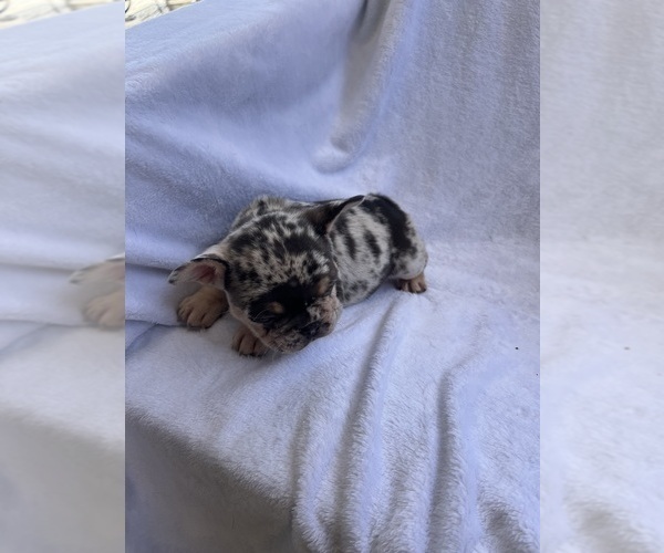 Medium Photo #17 French Bulldog Puppy For Sale in NORTH MYRTLE BEACH, SC, USA