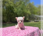Small Photo #31 Pomsky Puppy For Sale in DRACUT, MA, USA