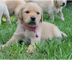 Small Photo #13 Golden Retriever Puppy For Sale in EDOM, TX, USA