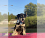 Small Photo #1 Goberian Puppy For Sale in ANTIOCH, TN, USA