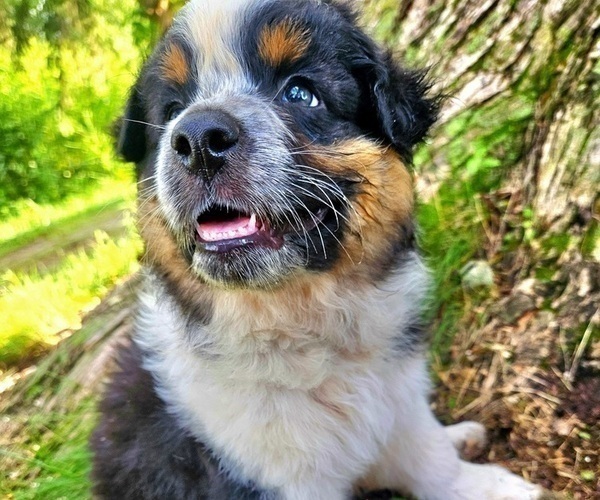 Medium Photo #17 Australian Shepherd Puppy For Sale in MABEL, MN, USA