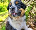 Puppy 3 Australian Shepherd