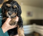 Small Bernedoodle