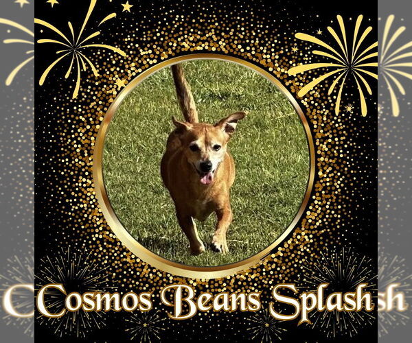 Medium Photo #8 Chiweenie Puppy For Sale in San Antonio, TX, USA