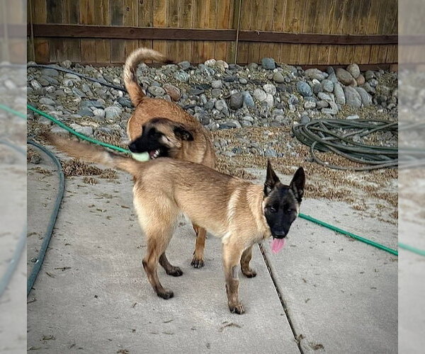 Medium Photo #4 Mutt Puppy For Sale in Imlay City, MI, USA