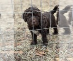 Small #13 Labradoodle