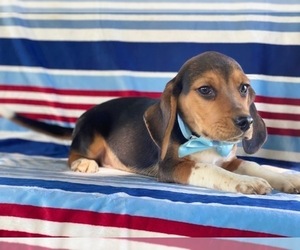 Beagle Puppy for sale in LANCASTER, PA, USA