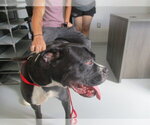VALLEY - Female American Bulldog Dog for Adoption - Small photo