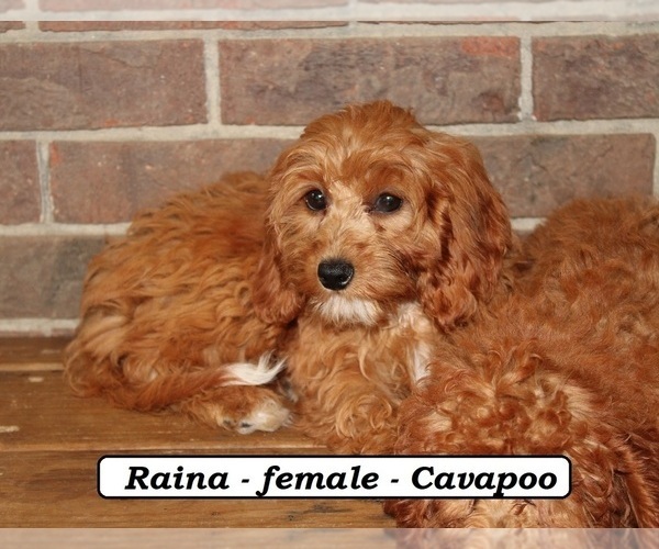 Medium Photo #4 Cavapoo Puppy For Sale in CLARKRANGE, TN, USA