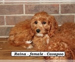 Small #3 Cavapoo