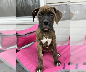 Boxer Puppy for sale in MILL SPRING, NC, USA
