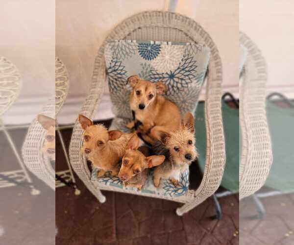 Medium Photo #7 Chihuahua Puppy For Sale in Sandy, UT, USA