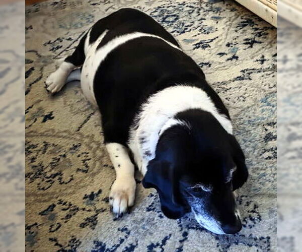 Medium Photo #5 Basset Hound-Unknown Mix Puppy For Sale in Deepwater, NJ, USA