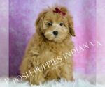 Small #4 Maltipoo (Miniature)